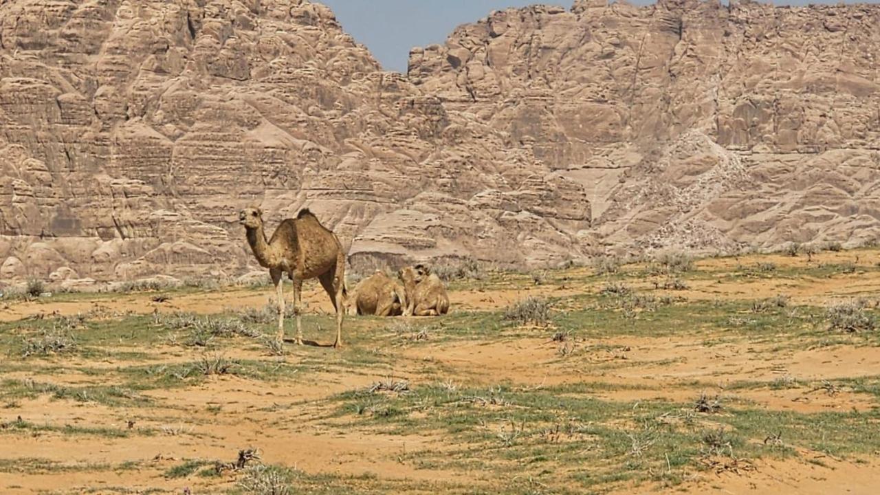 Tamim Luxury Wadi Rum Camp Zewnętrze zdjęcie